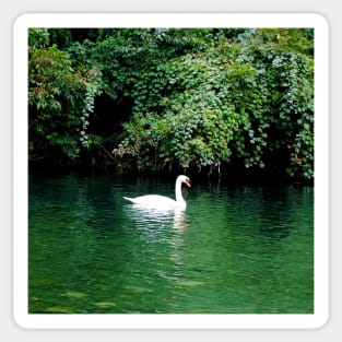 Elegant White Swan Floating in Lake Sticker